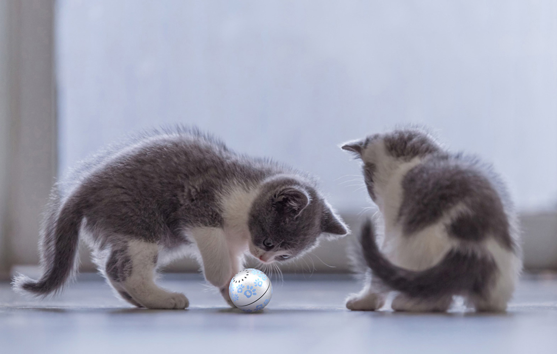 Inteligentna piłka do zabawy dla psa / kota Petoneer Smart Play Ball