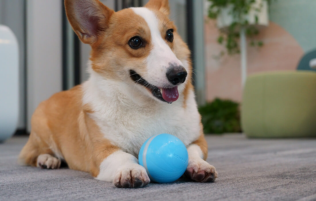 Interaktywna piłka dla psów oraz kotów Cheerble W1 (niebieska)